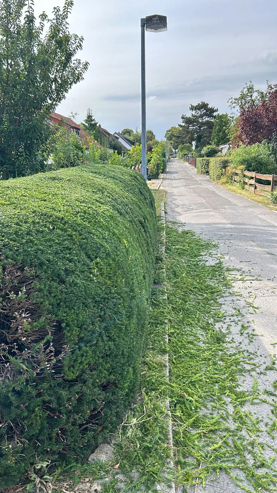 Geschnittene Hecken an einem Gartenweg